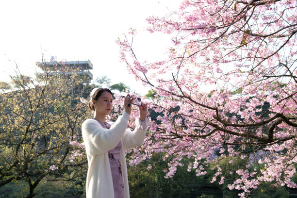 Woman taking photos with smartphone under cherry blossom tree