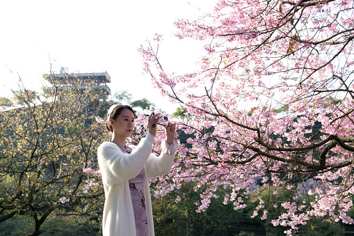 Woman taking photos with smartphone under cherry blossom tree