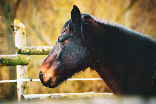 A brown horse stands next to a sturdy wooden fence in a grassy field under a clear blue sky. The horse appears calm and well-groomed, with a shiny coat and alert ears. The fence is weathered and shows signs of age, contrasting with the vibrant green of the grass.