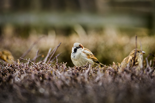A small bird perches on top of a grass-covered field, blending in seamlessly with the green surroundings. The bird seems alert, possibly searching for food or keeping an eye out for predators.