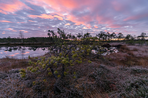 colorful sunrise over bog, dusk hour, dark swamp tree silhouettes, glorious sky, cold autumn morning, first frost on swamp vegetation, Latvia