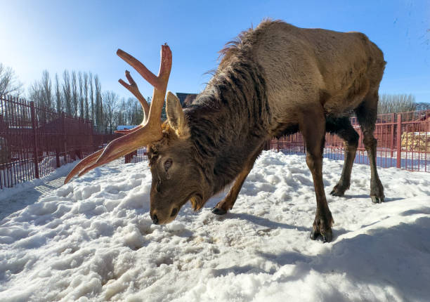 istock Deer in the snow at the zoo 2052420596