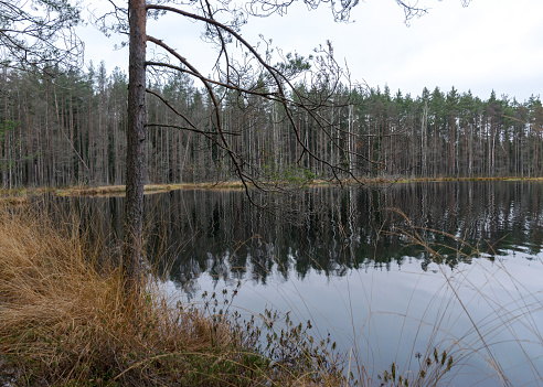 lake shore, swampy forest background, bog pines and birches, land covered with swamp typical plants, swamp landscape