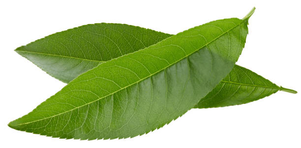 istock Pe achleaves isolated on white 2052425431