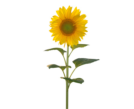 sunflower or common sunflower is commonly grown as a crop for its edible oily seeds.