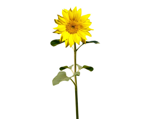 istock sunflower or common sunflower 2052436094