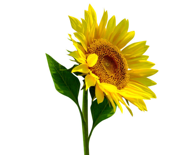 istock sunflower or common sunflower 2052436165