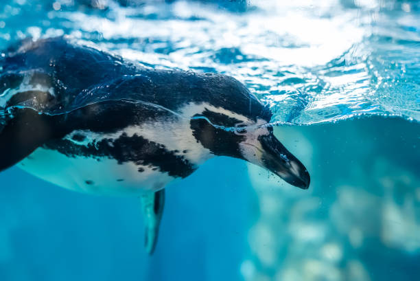 istock The Humboldt penguin (Spheniscus humboldti) swimming underwater 2052441419