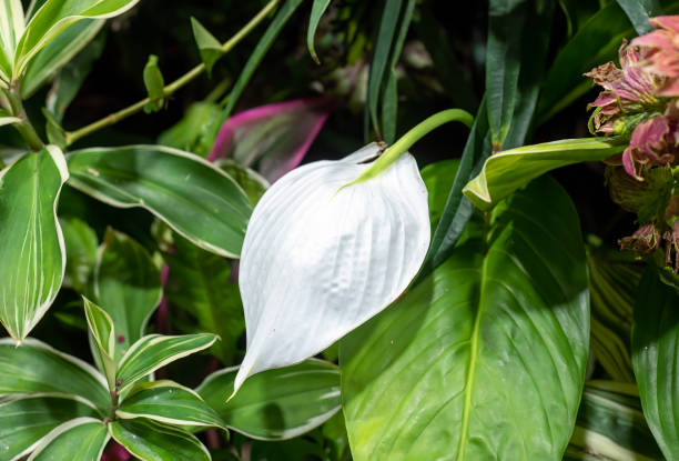 istock Spathiphyllum cochlearispathum commonly called peace lily growing in Vietnam 2052441951