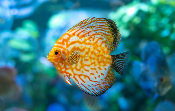 Yellow Symphysodon (known as discus or discus fish) swimming in aquarium Yellow Symphysodon (known as discus or discus fish) swimming in aquarium discus fish symphysodon stock pictures, royalty-free photos & images
