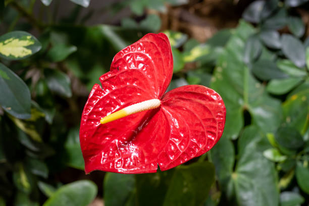 istock Anthurium Cavalli or Andre flower close up 2052441957