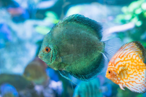 istock Blue Symphysodon (known as discus or discus fish) swimming in aquarium 2052441958