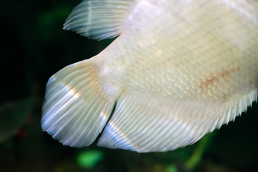 Tale of Albino giant gourami (Osphronemus goramy) fish, large gourami native to Southeast Asia