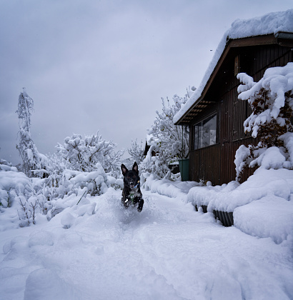 Black dog runs like crazy in the snow, Switzerland, Zurich