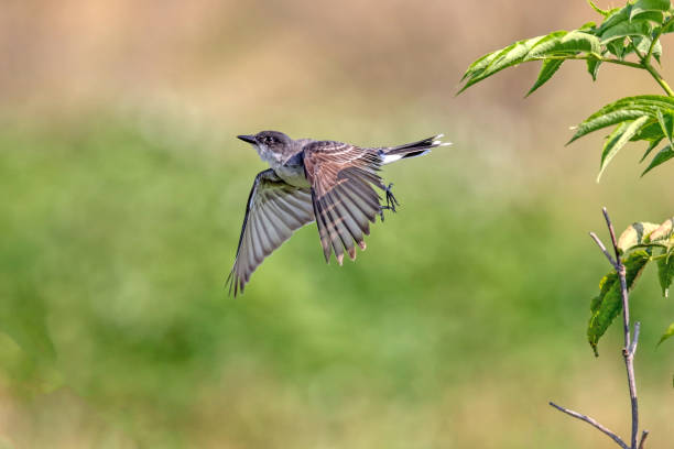 istock Eastern Kingbird in flight, British Columbia 2052445659