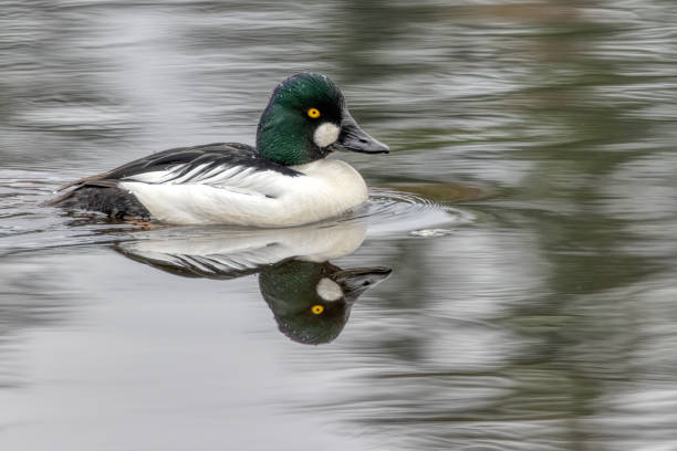 Common Goldeneye swimming in open water