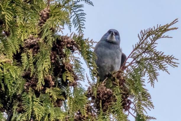 istock pinyon jay perched on a tree branch, West Vancouver, BC, Canada 2052447264