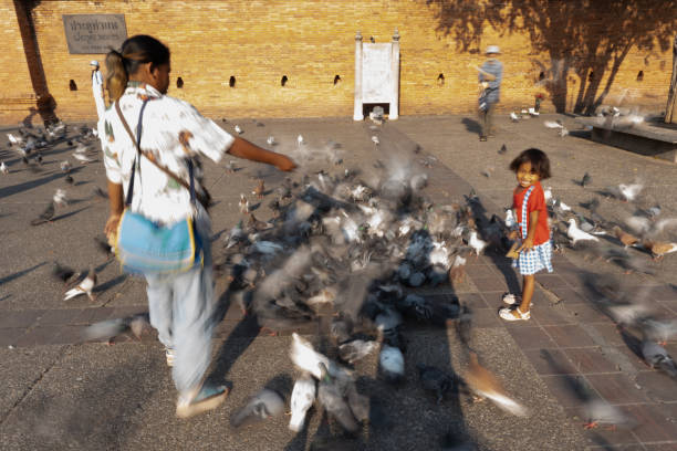 Chiangmai, Thailand - March 03, 2024:\nA mother and her child enjoy giving food to pigeons at Tha Phae Gate in the morning.\n\nTha Phae Gate is an eastern-facing city gate and one of the five inner-city gates of Chiang Mai. Currently, it is the only city gate with door panels. Tha Phae Gate is the sole remaining gate that serves as an entrance to the old city of Chiang Mai.\n\nTha Phae Gate is a significant landmark in the city of Chiang Mai, and it is part of the historical city walls.