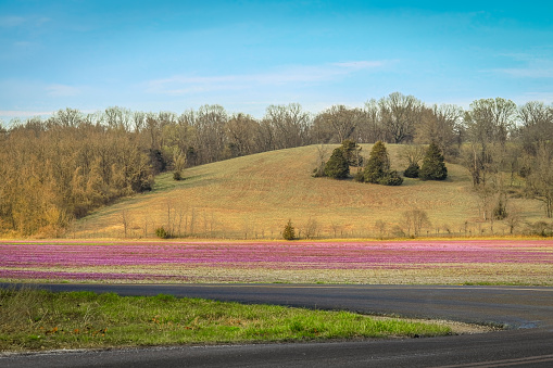 Rural scene in Midwest in spring ; road and blooming wildflowers in soybean field in foreground and woody hill in background