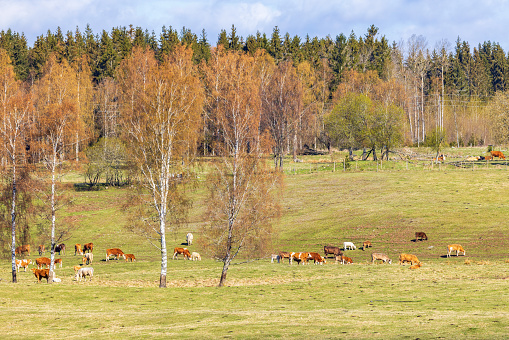 Herd of grazing cattles on a pasture