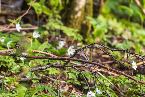 Willow warbler among flowering wood anemones
