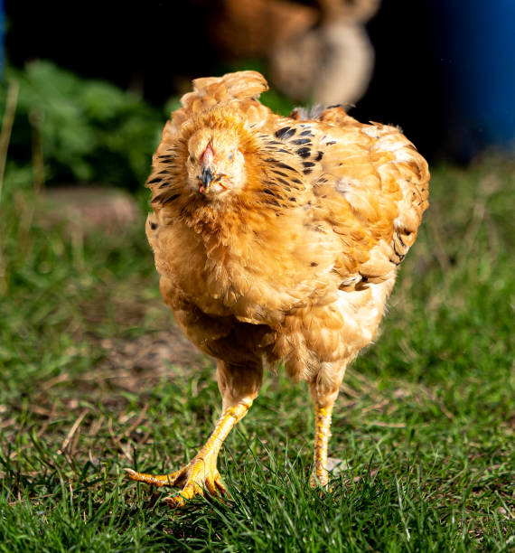 istock A chicken on a green meadow 2052483346