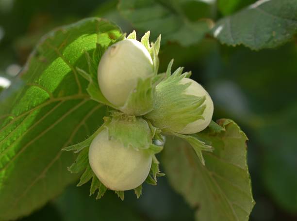 hazelnuts (corylus avellana) - cockle nature outdoors horizontal stock-fotos und bilder