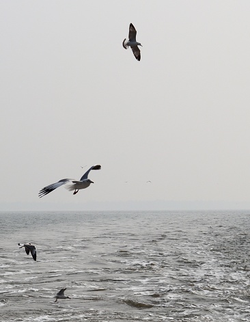 Gulls, or colloquially seagulls, are seabirds of the family Laridae in the suborder Lari. Captured beautiful sea gulls flying in the air when we were travelling to Alibaug, Mumbai.