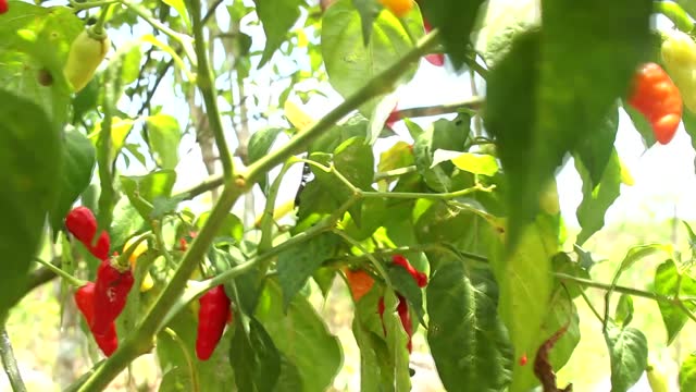 Picking ripe chili