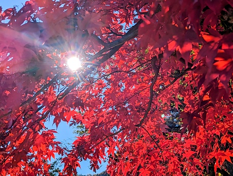 Sun shining through beautifully bright red maple leaves in Nikko, Japan