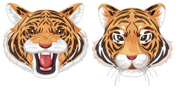 Vector illustration of Two tiger faces showing different emotions