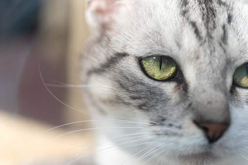 A close portrait of a striped cat outside of a home.  Her nose is very close to the camera lens.