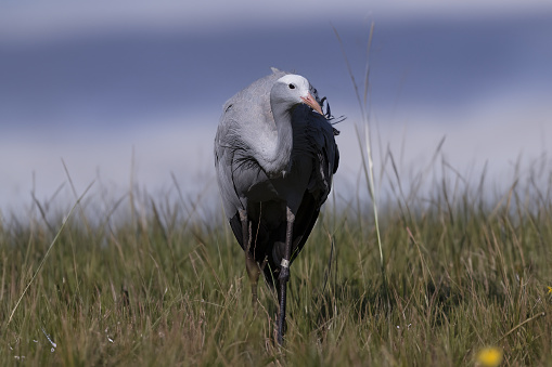 African crane also known as the Stanley crane and the paradise crane, is the national bird of South Africa.