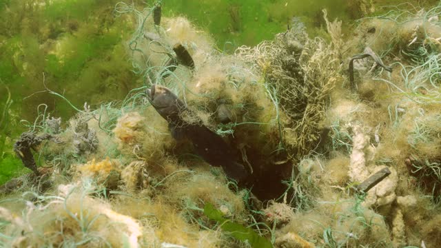 Dead Goby fish in lost fishing net on green algae Ulva on sun glare in Black sea, Slow motion