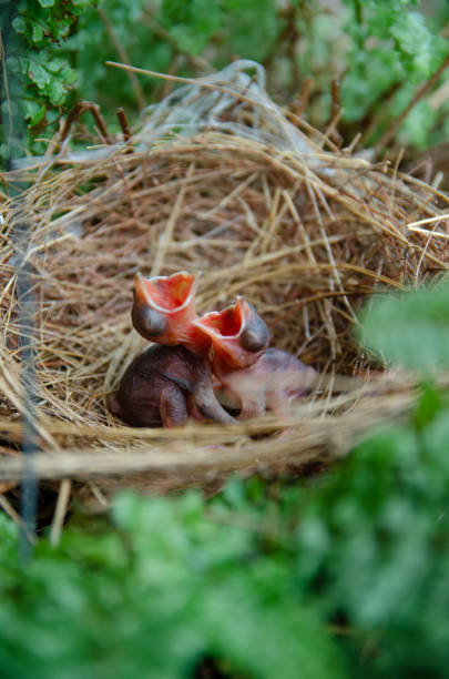 istock little birds are stay in bird's nest 2052556294