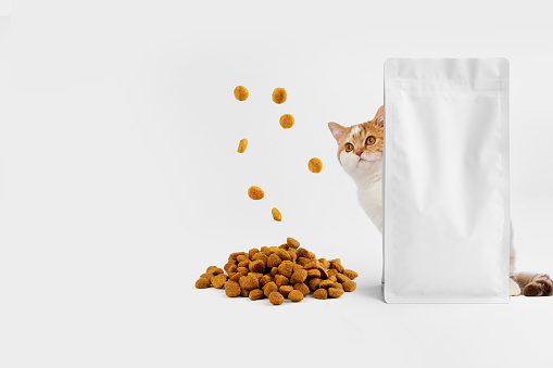 Pet food. Hungry cat with food pouch and flying food isolated on white background.