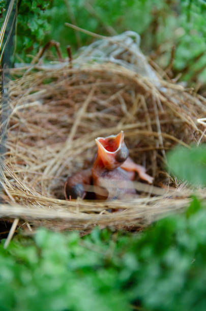 Close-up on American Robin's nest built under the roof of my outdoor patio with baby birds sleeping and asking for food