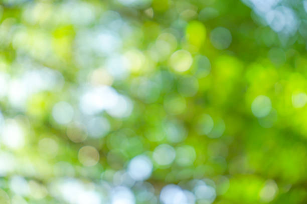istock Natural green bokeh from tree abstract background 2052561087