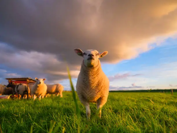 Photo of Sheep in a meadow during a bright sunset. Agriculture. Animals on the farm. Food production. Wallpaper and background.