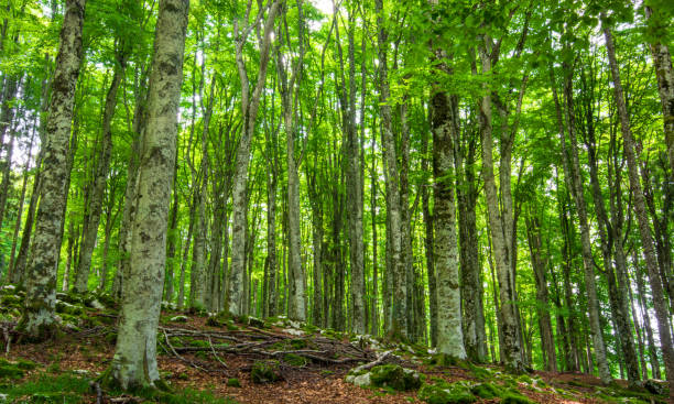 the splendid forest awakens with the first months of Spring