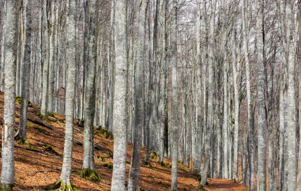 istock the beautiful geometry of the forests While they are waiting for spring 2052568493