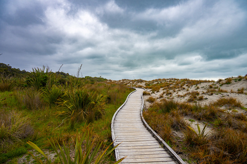 Stroll along a tree-lined path leading to the ocean in New Zealand's South Island. Discover the serenity of nature's beauty with every step.