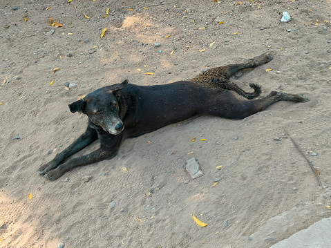A black dog laying on the ground in funny way