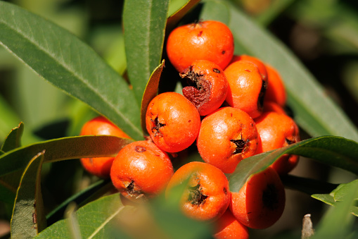 Fruits of the Pyracantha coccinea bush turned orange by the sun in the morning in the Fuente Roja natural park in Alcoy, Spain