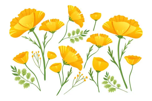 Vector illustration of Yellow flowers of Echscholtzia. California golden poppy. Collection of yellow spring flowers. California poppy. Vector illustration.