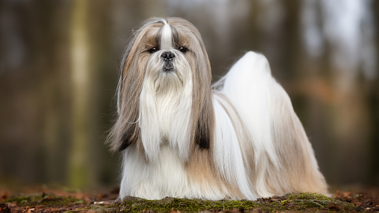 Beautiful purebred dog photographed outdoors in nature.