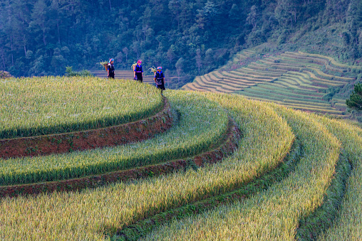 Mu Cang Chai, Vietnam - November 05, 2022: Bend Vietnamese woman hardworking in the terraced field. The most beautiful terraced rice fields in north of Vietnam.
