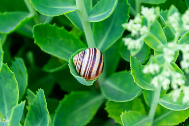 istock beautiful insects on blades of grass. 2052632170