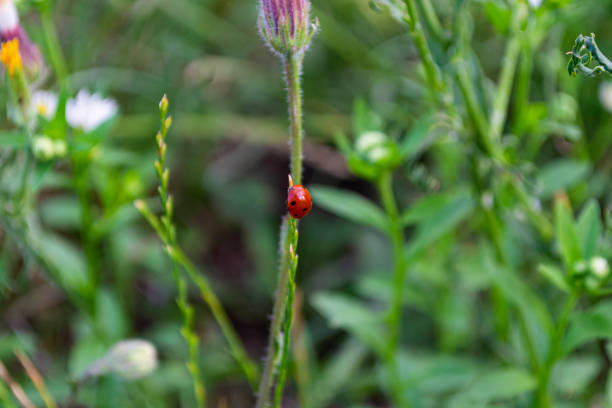 beautiful insects on blades of grass.