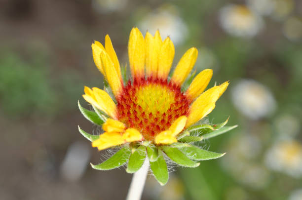 beautiful yellow flowers.